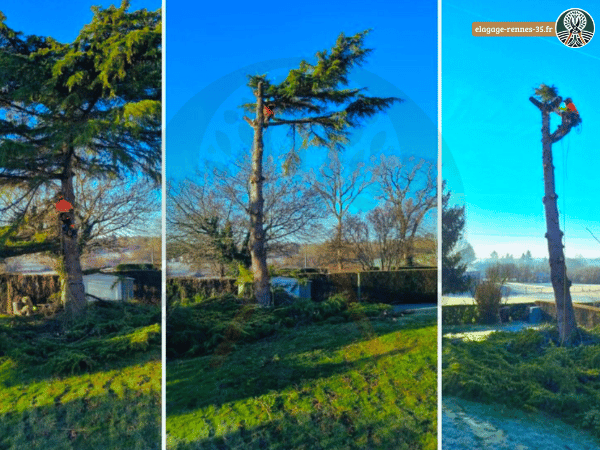 Processus d’abattage d’un arbre de grande taille à Rennes