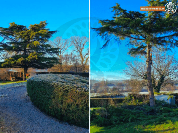Avant et après d’un élagage d’arbre pour améliorer l’esthétique du jardin